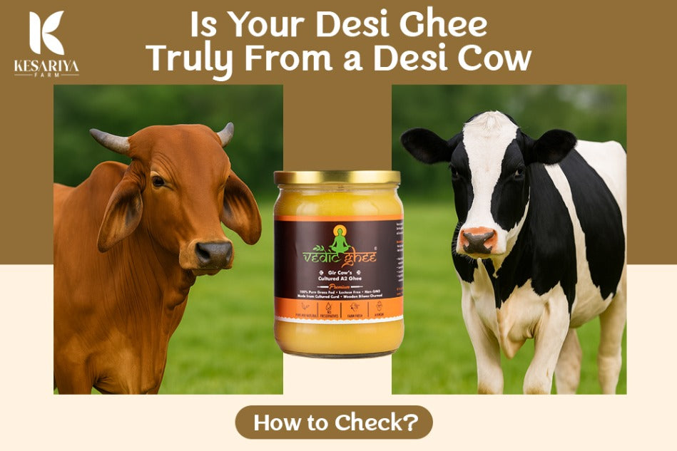 A Desi Gir Cow & A Hybrid Cow Desi Ghee Comparison
