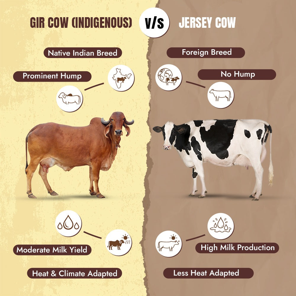 A2 Vedic Ghee Made from Gir Cows Milk